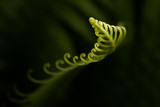 Fototapeta Niebo - Curled leaf