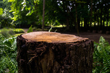 Deforestation: Tree Stump On The Forest
