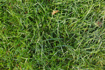 Grass texture