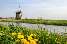 Vintage Windmill Standing Near A Canal With Yellow Dandelions Bloom In The Grass In The Foreground Of West Friesland, Netherlands