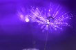 canvas print picture - Purple background with water drops on a dandelion. An artistic image . Abstract macro