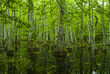 © Jerry - Cypress Swamp, Natchez Trace, MS