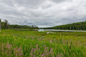 Forest lake