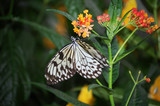 Fototapeta Krajobraz - The Butterfly Climb