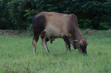 Cows grazing grass on a farm happily in the evening.