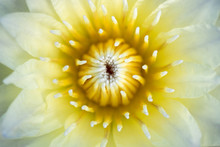 White Lotus With Yellow Stamen