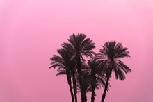 Silhouette Of A Group Of Palm Tree Against Pink Sky In Egypt.