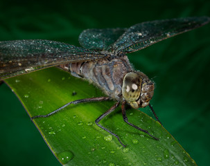 A picture of a dragonfly sitting on a sheet