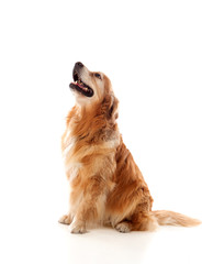 Poster - Beautiful Golden Retriever dog breed