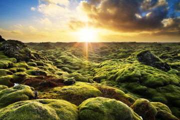 Beautiful panorama of the amazing volcanic mossy landscape of Eldhraun at sunrise in Iceland