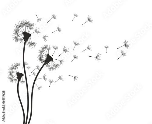 Photographie  Flower of field dandelion.
