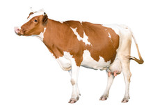 Adult Cow In Motion. Isolated