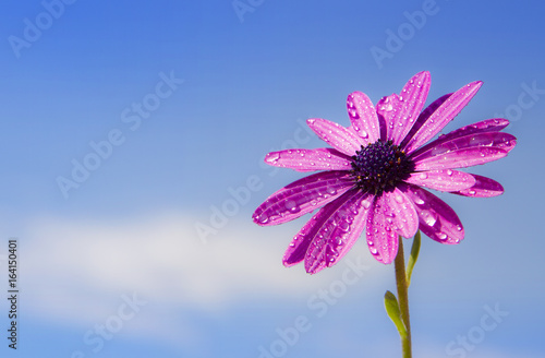 flor con el cielo de fondo