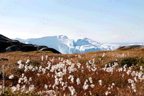 bialy-kwiat-z-gora-lodowa-w-ilulissat-grenlandia-jakobshavn
