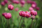 Fototapeta Tulipany - тюльпаны