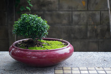 Bonzai On Red  Pot With Mos