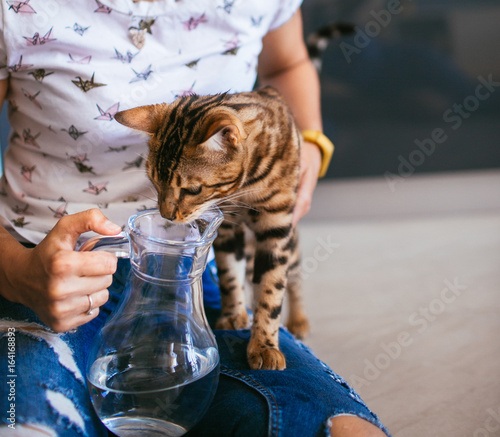 cat water jug