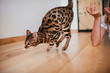 Bengal cat jumps on the floor before a woman