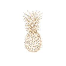 Pineapple Sketch Vector Illustration. Pineapple Yellow Hand Drawing.