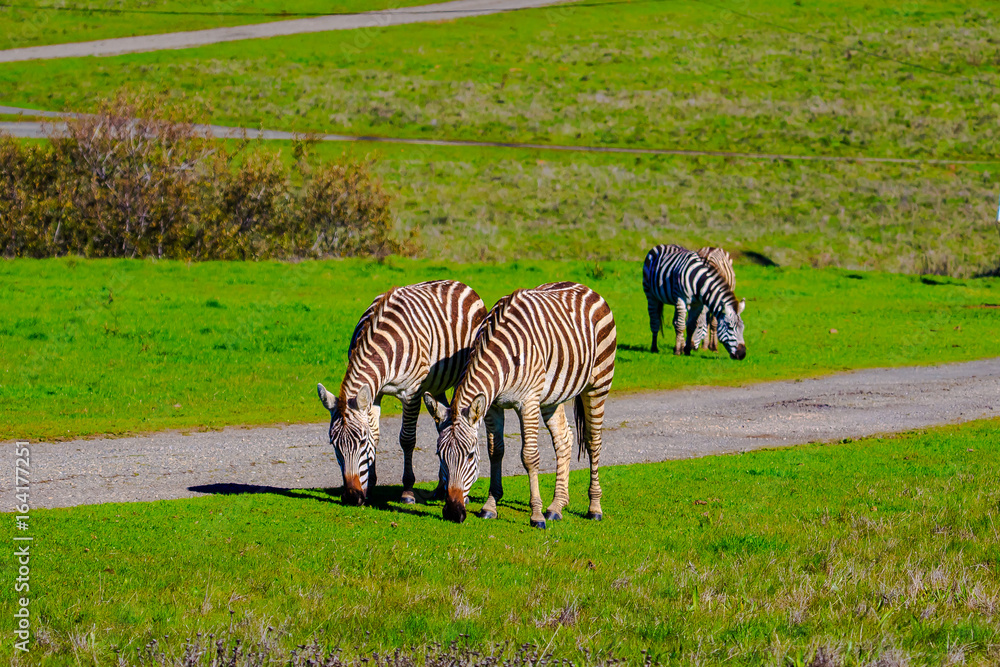 California Zebra Grazing