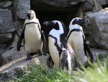 Group Humboldt Penguin (Spheniscus Humboldti)	