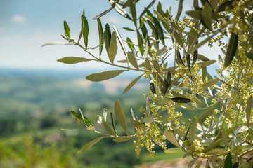 Wall Mural - Flowering olive branch in Tuscany