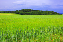 Green Barley Field And Sky.