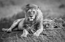 Mighty And Beautiful Lion Resting In The African Savannah, Black And White