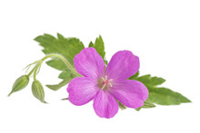 Single Pink Cranesbill Geranium Flower Blooming With N A Green Leaf On White Background.