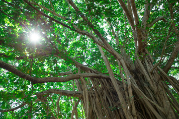 Wall Mural - green tree with branches and leaves