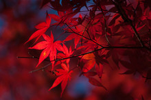 Red Leaves On Branch Of Maple In Autumn Season.