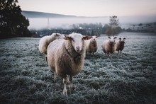 Sheep Standing On Grassy Field