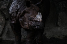 Close-Up Of Rhinoceros Against Rock At Zoo