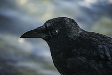 Close-Up Of Crow By Lake