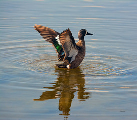 Blue Winged Teal Bathing