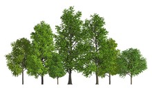 Group Of Trees Isolated On White 3d Illustration