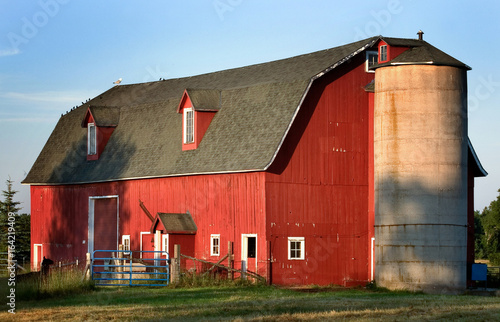 Big Red Barn Lama In The Yard Doorcounty Buy This Stock Photo