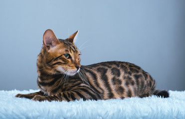 Beautiful stylish Bengal cat. Animal portrait. Bengal cat is lying. Blue background. Collection of funny animals