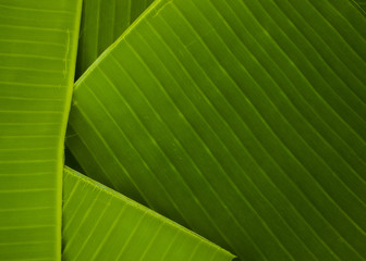 Closeup banana leaves used for wrapping background