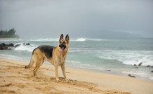 German Shepherd Dog Standing On Ocean Beach In Hawaii