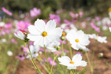 Fototapeta Maki - pink and white cosmos flowers