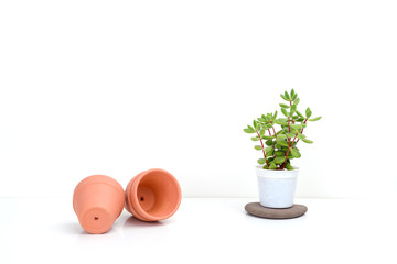 Wall Mural - Little succulent plant with terracotta pots on white background, indoor.