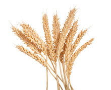 Sheaf Of Wheat Spikelets On The White