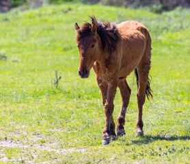 A horse in the pasture on a green lawn