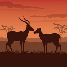 Color Sunset Scene African Landscape With Silhouette Pair Gazelle Standing