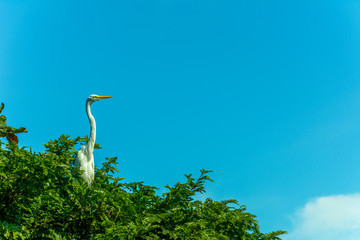 isolated big white bird on a tree