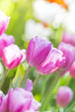 Fototapeta Tulipany - tulips in the flower garden