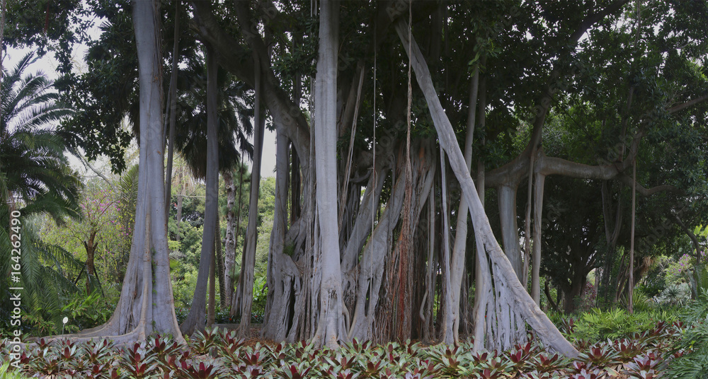 Stock-Foto Groe alte Birkenfeige (Ficus benjamina) Teneriffa, Spanien |  Adobe Stock