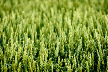 green wheat field close up macro photograph