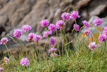 Sea Thrift (Armeria Maritima) In Bloom On The Coastal Cliffs Of Cornwall.  The Magenya And Pink Flowers Have Stamens Loaded With Pollen. Against A Rock Wall.